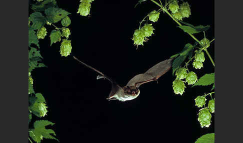 Wasserfledermaus (Myotis daubentoni)