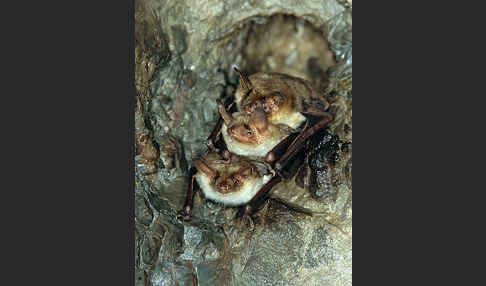 Mausohr (Myotis myotis)