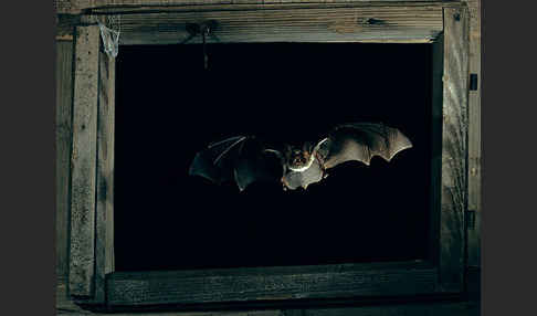 Mausohr (Myotis myotis)