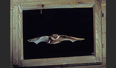 Mausohr (Myotis myotis)