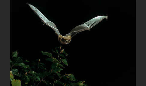 Abendsegler (Nyctalus noctula)