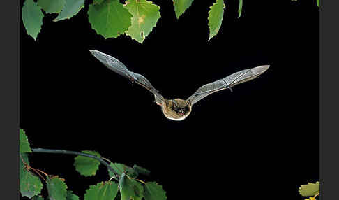 Kleine Bartfledermaus (Myotis mystacinus)