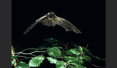 Mopsfledermaus (Barbastella barbastellus)