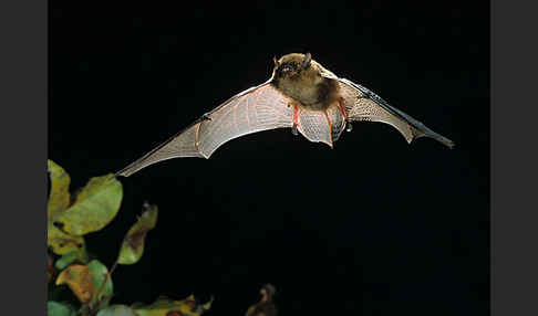 Mückenfledermaus (Pipistrellus pygmaeus)