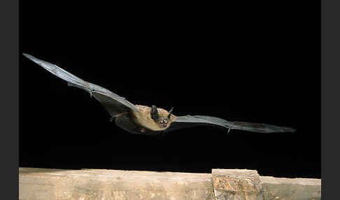 Breitflügelfledermaus (Eptesicus serotinus)