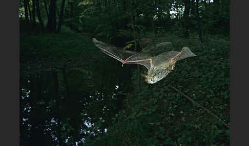 Fransenfledermaus (Myotis nattereri)