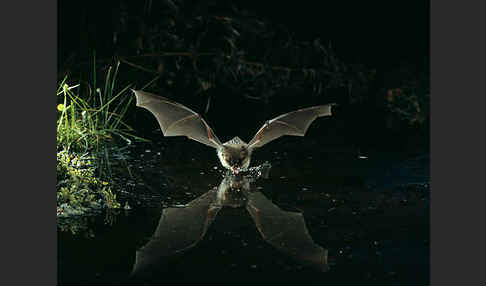 Fransenfledermaus (Myotis nattereri)