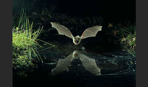 Fransenfledermaus (Myotis nattereri)