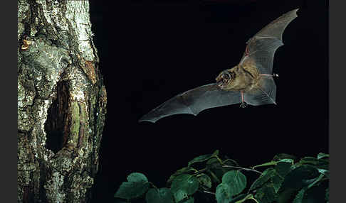 Kleiner Abendsegler (Nyctalus leisleri)