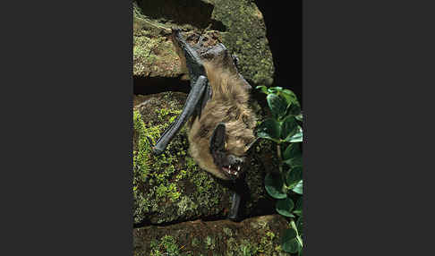 Breitflügelfledermaus (Eptesicus serotinus)