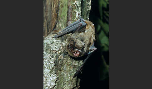 Kleiner Abendsegler (Nyctalus leisleri)