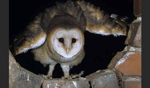 Schleiereule (Tyto alba)