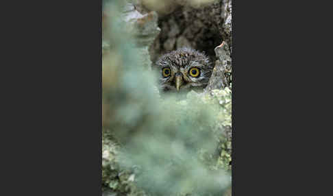 Steinkauz (Athene noctua)