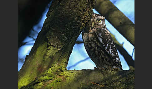 Steinkauz (Athene noctua)