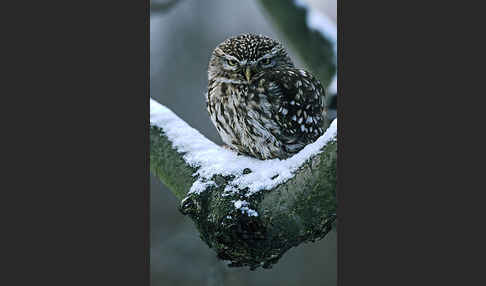 Steinkauz (Athene noctua)