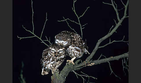 Steinkauz (Athene noctua)