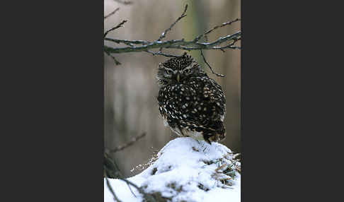 Steinkauz (Athene noctua)