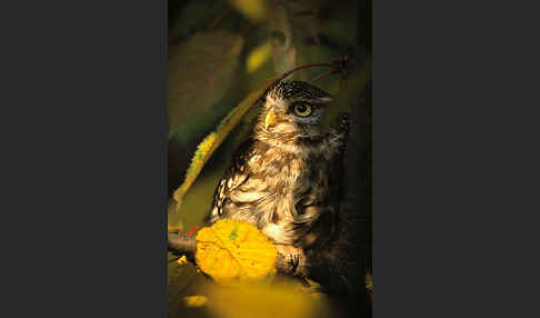 Steinkauz (Athene noctua)