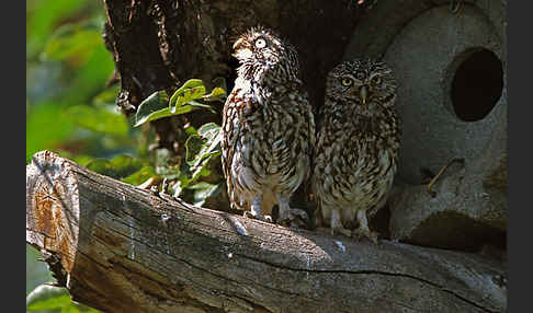 Steinkauz (Athene noctua)