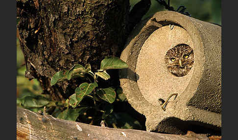 Steinkauz (Athene noctua)