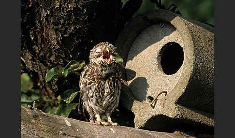 Steinkauz (Athene noctua)