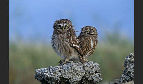 Steinkauz (Athene noctua)