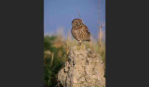 Steinkauz (Athene noctua)