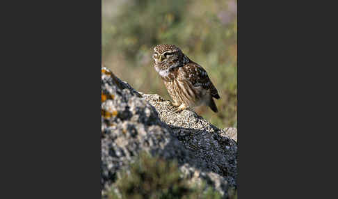 Steinkauz (Athene noctua)