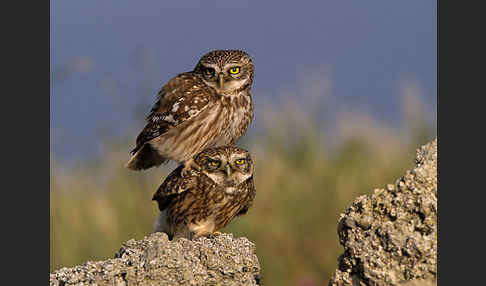 Steinkauz (Athene noctua)