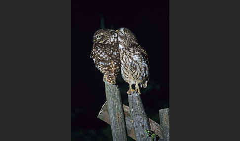 Steinkauz (Athene noctua)