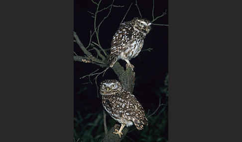 Steinkauz (Athene noctua)