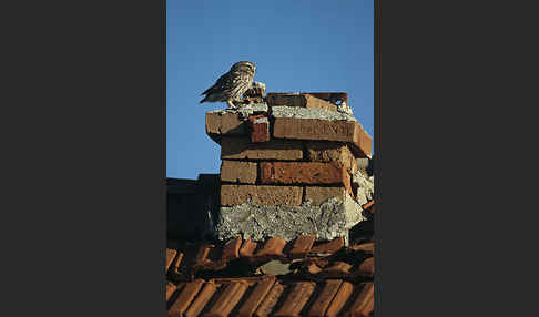 Steinkauz (Athene noctua)