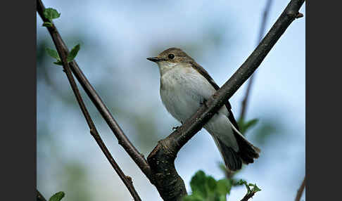 Trauerschnäpper (Ficedula hypoleuca)