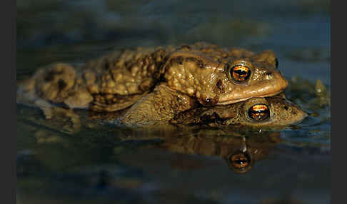 Erdkröte (Bufo bufo)