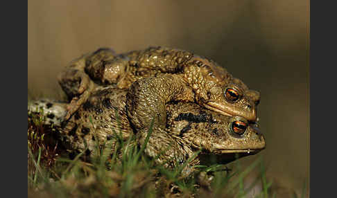 Erdkröte (Bufo bufo)