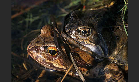 Grasfrosch (Rana temporaria)