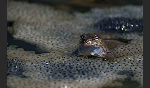 Grasfrosch (Rana temporaria)