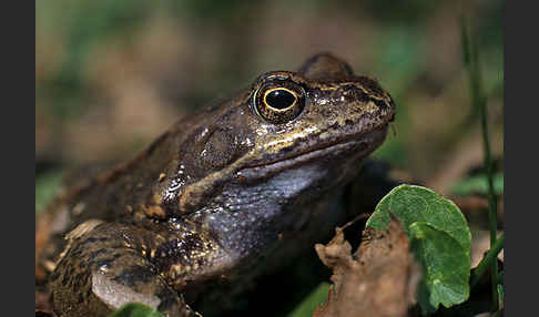 Grasfrosch (Rana temporaria)