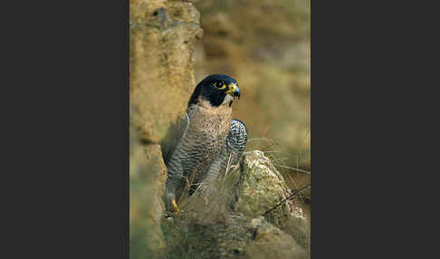 Wanderfalke (Falco peregrinus)