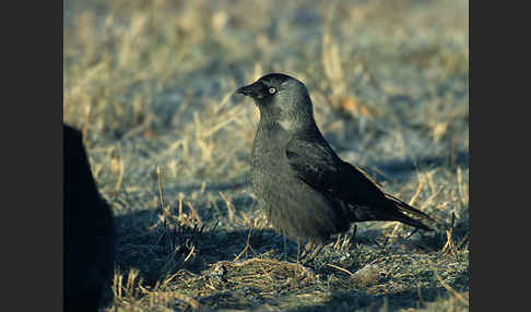 Dohle (Corvus monedula)