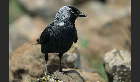 Dohle (Corvus monedula)