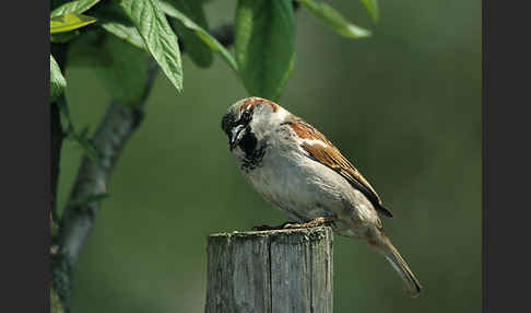 Haussperling (Passer domesticus)