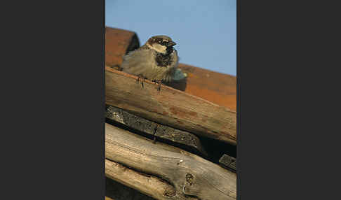 Haussperling (Passer domesticus)