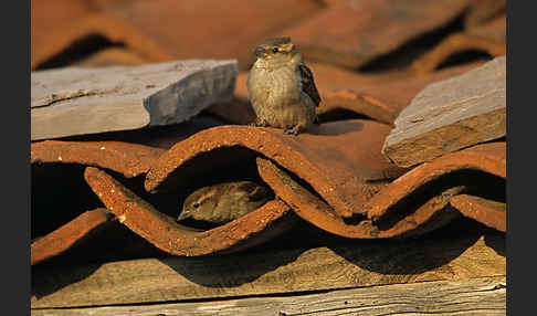 Haussperling (Passer domesticus)