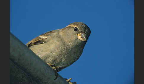 Haussperling (Passer domesticus)