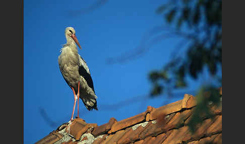 Weißstorch (Ciconia ciconia)