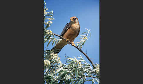 Rotfußfalke (Falco vespertinus)