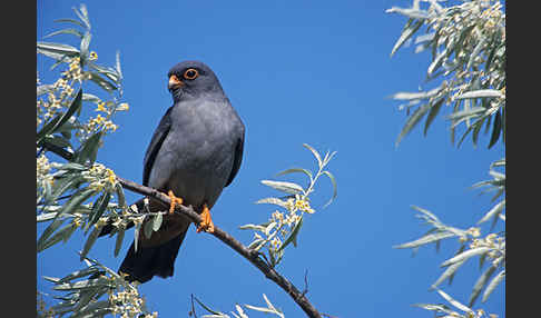 Rotfußfalke (Falco vespertinus)