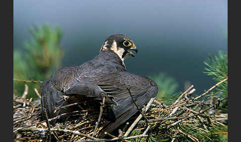 Baumfalke (Falco subbuteo)