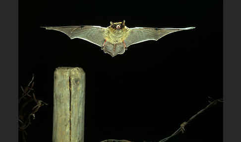 Weißrandfledermaus (Pipistrellus kuhli)